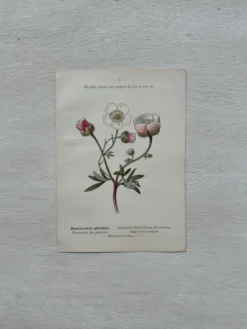 Planche Botanique 1800 Gravure naturaliste ancienne 19eme recto verso
