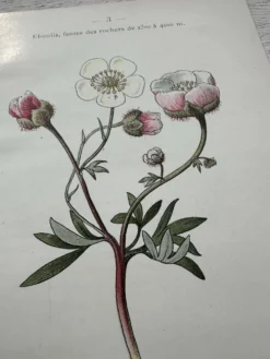 Planche Botanique 1800 Gravure naturaliste ancienne 19eme recto verso