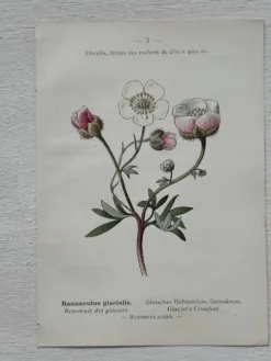 Planche Botanique 1800 Gravure naturaliste ancienne 19eme recto verso