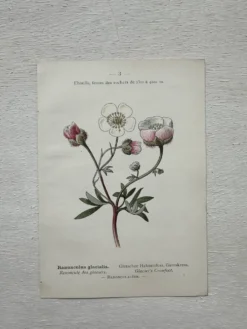 Planche Botanique 1800 Gravure naturaliste ancienne 19eme recto verso