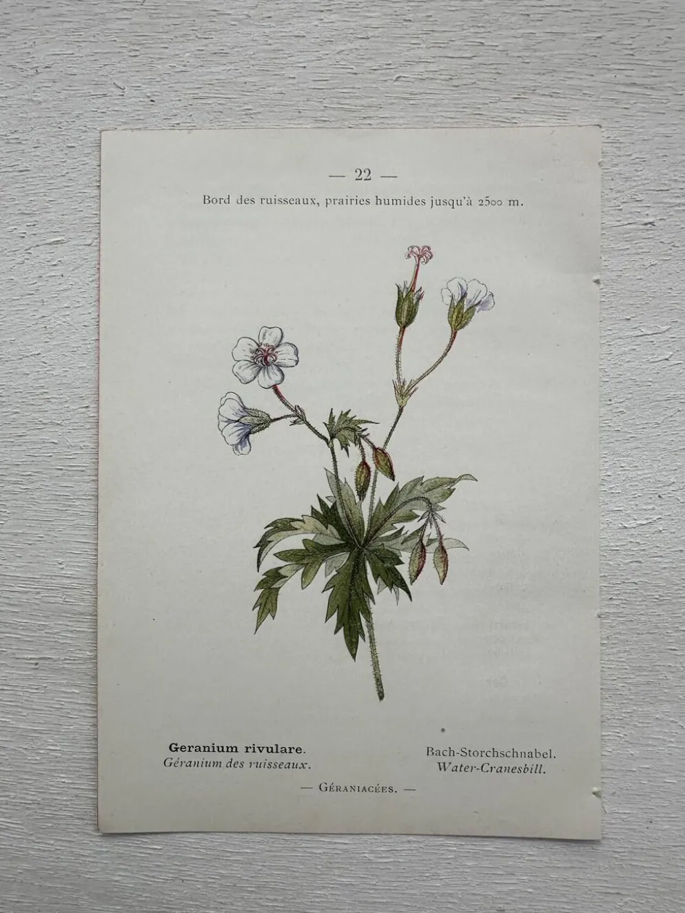 Planche Botanique 1800 Gravure naturaliste ancienne 19eme recto verso