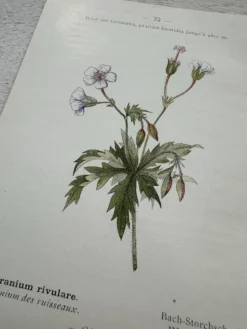 Planche Botanique 1800 Gravure naturaliste ancienne 19eme recto verso