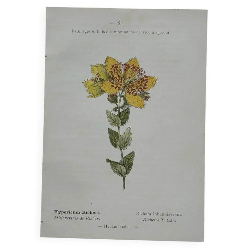 Planche Botanique 1800 Gravure naturaliste ancienne 19eme recto verso