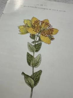 Planche Botanique 1800 Gravure naturaliste ancienne 19eme recto verso