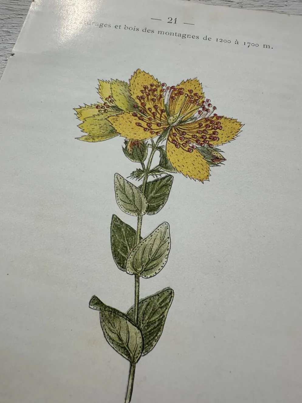 Planche Botanique 1800 Gravure naturaliste ancienne 19eme recto verso