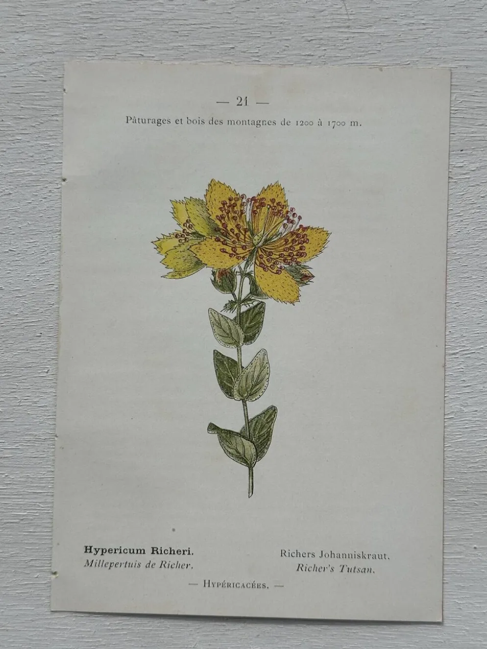 Planche Botanique 1800 Gravure naturaliste ancienne 19eme recto verso