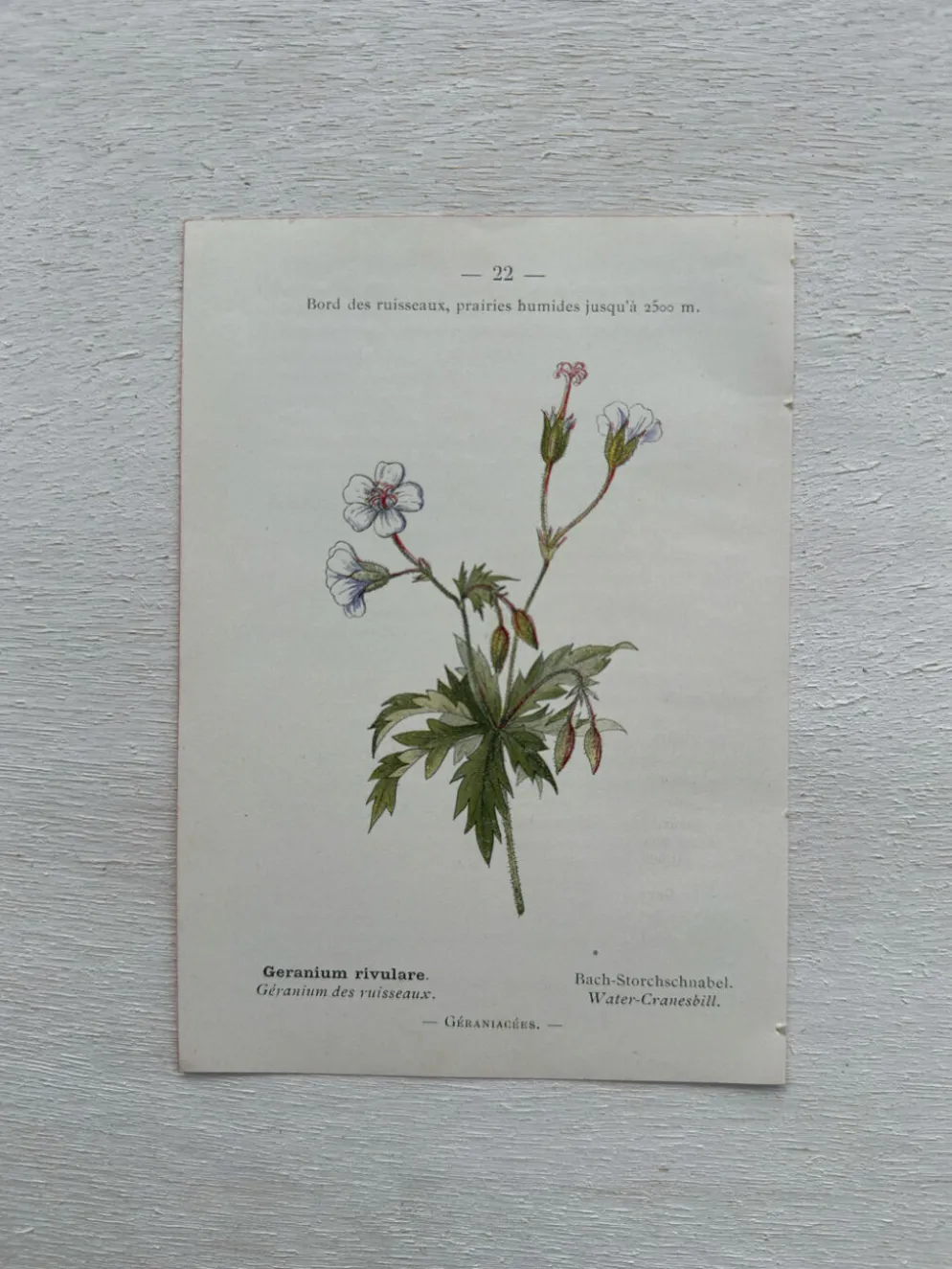 Planche Botanique 1800 Gravure naturaliste ancienne 19eme recto verso