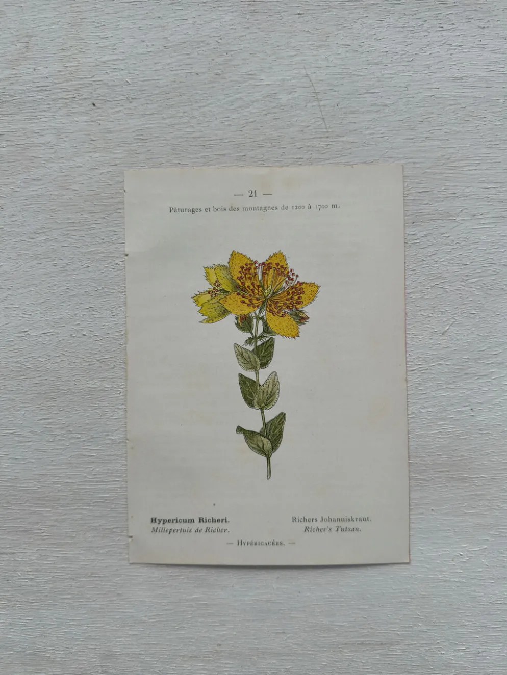 Planche Botanique 1800 Gravure naturaliste ancienne 19eme recto verso