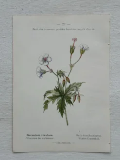 Planche Botanique 1800 Gravure naturaliste ancienne 19eme recto verso