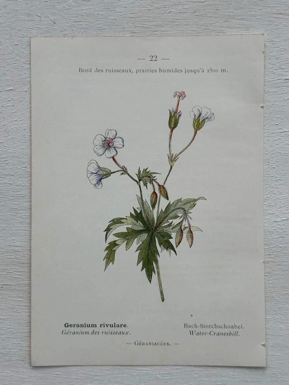Planche Botanique 1800 Gravure naturaliste ancienne 19eme recto verso