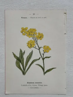 Planche Botanique 1800 Gravure naturaliste ancienne 19eme recto verso