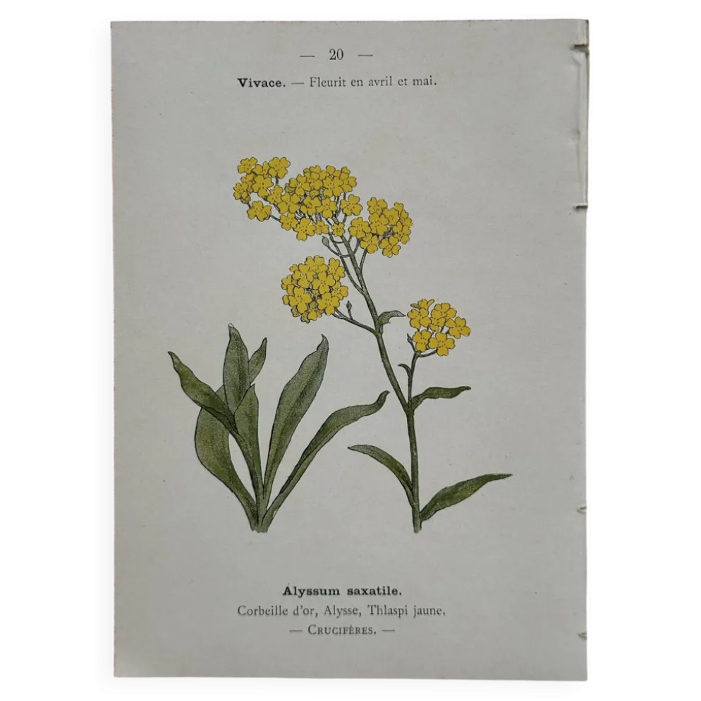 Planche Botanique 1800 Gravure naturaliste ancienne 19eme recto verso
