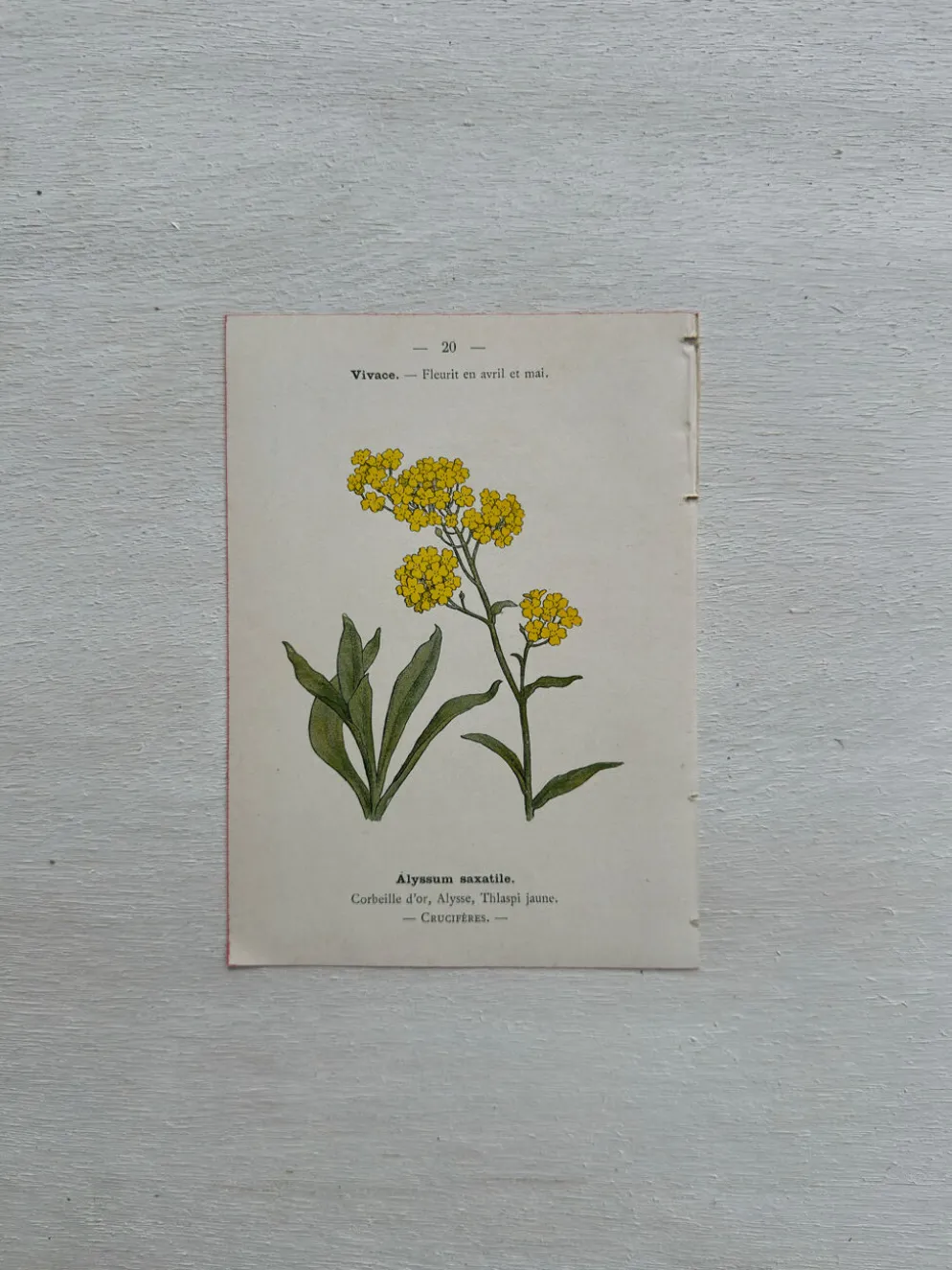 Planche Botanique 1800 Gravure naturaliste ancienne 19eme recto verso