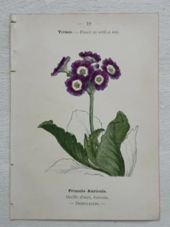 Planche Botanique 1800 Gravure naturaliste ancienne 19eme recto verso