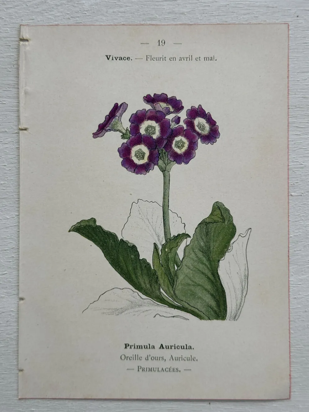 Planche Botanique 1800 Gravure naturaliste ancienne 19eme recto verso