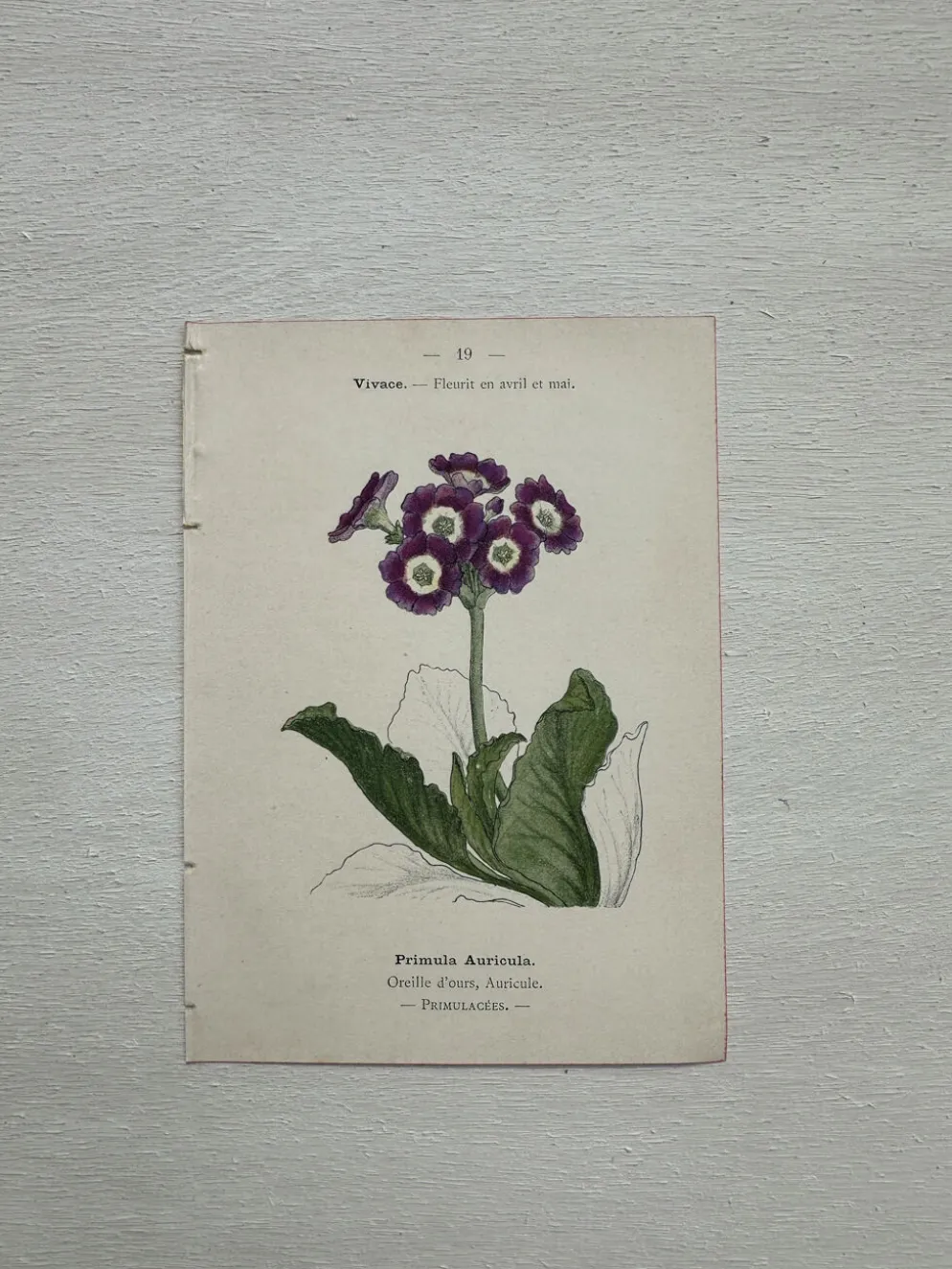 Planche Botanique 1800 Gravure naturaliste ancienne 19eme recto verso