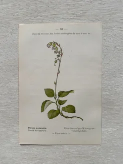 Planche Botanique 1800 Gravure naturaliste ancienne 19eme recto verso
