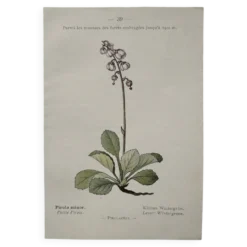 Planche Botanique 1800 Gravure naturaliste ancienne 19eme recto verso