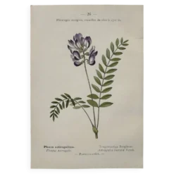 Planche Botanique 1800 Gravure naturaliste ancienne 19eme recto verso