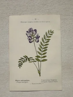 Planche Botanique 1800 Gravure naturaliste ancienne 19eme recto verso