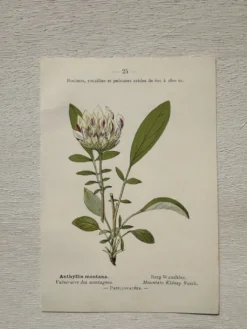 Planche Botanique 1800 Gravure naturaliste ancienne 19eme recto verso