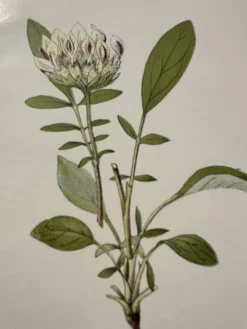 Planche Botanique 1800 Gravure naturaliste ancienne 19eme recto verso