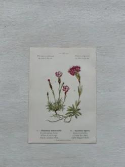 Planche Botanique 1800 Gravure naturaliste ancienne 19eme recto verso