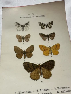 Planche Botanique 1800 Gravure naturaliste ancienne 19eme recto verso