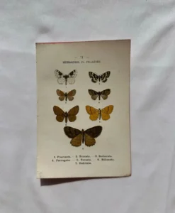 Planche Botanique 1800 Gravure naturaliste ancienne 19eme recto verso