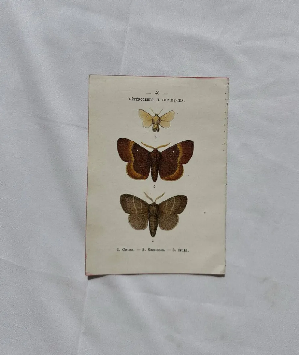 Planche Botanique 1800 Gravure naturaliste ancienne 19eme recto verso