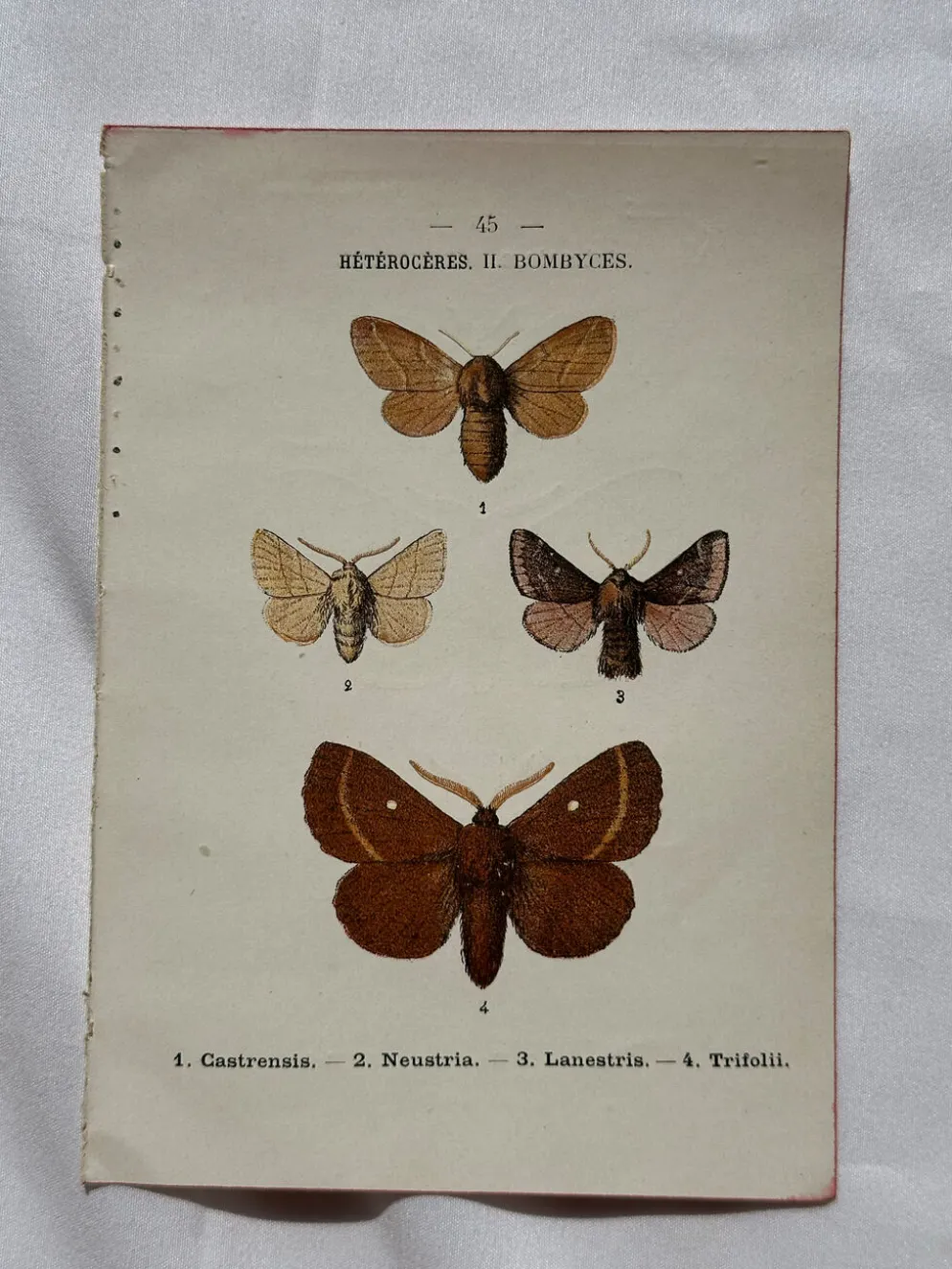 Planche Botanique 1800 Gravure naturaliste ancienne 19eme recto verso