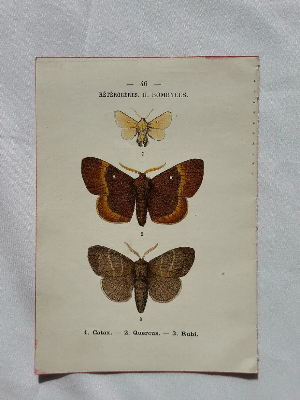 Planche Botanique 1800 Gravure naturaliste ancienne 19eme recto verso