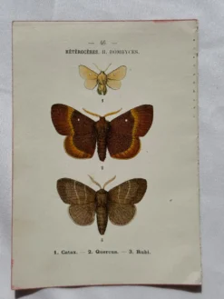 Planche Botanique 1800 Gravure naturaliste ancienne 19eme recto verso