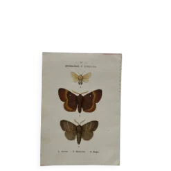 Planche Botanique 1800 Gravure naturaliste ancienne 19eme recto verso