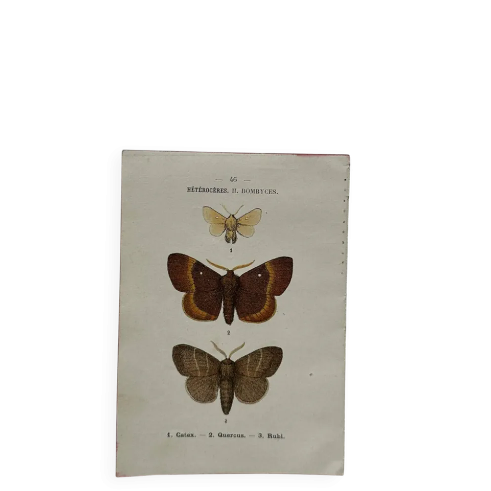 Planche Botanique 1800 Gravure naturaliste ancienne 19eme recto verso