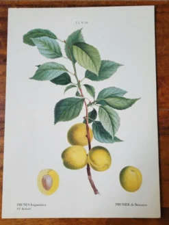 Planche botanique Prunier de JP Redouté
