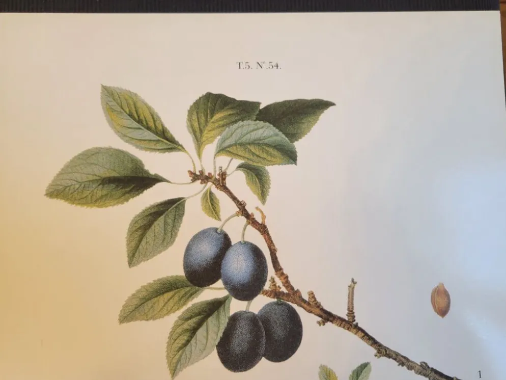 Planche botanique Prunier épineux de P.J. Redouté