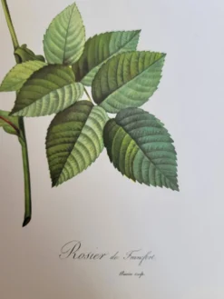 Planche botanique Rosier de Francfort, P.J Redouté 1960