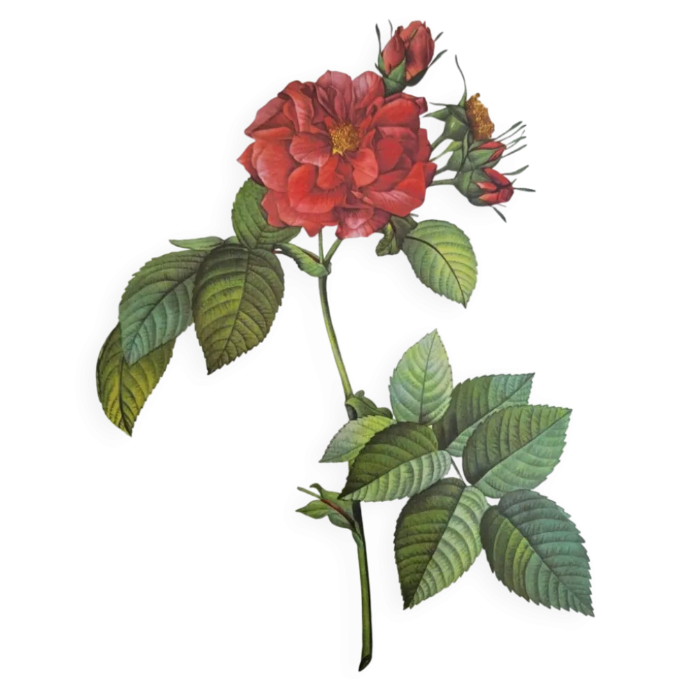 Planche botanique Rosier de Francfort, P.J Redouté 1960