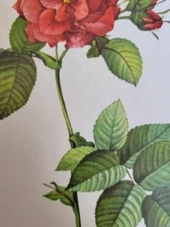 Planche botanique Rosier de Francfort, P.J Redouté 1960