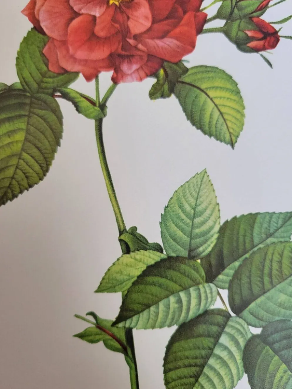Planche botanique Rosier de Francfort, P.J Redouté 1960