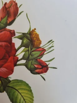 Planche botanique Rosier de Francfort, P.J Redouté 1960