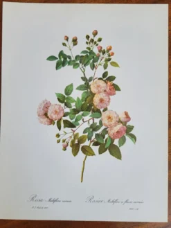 Planche botanique Rosier Multiflore, P. J Redouté