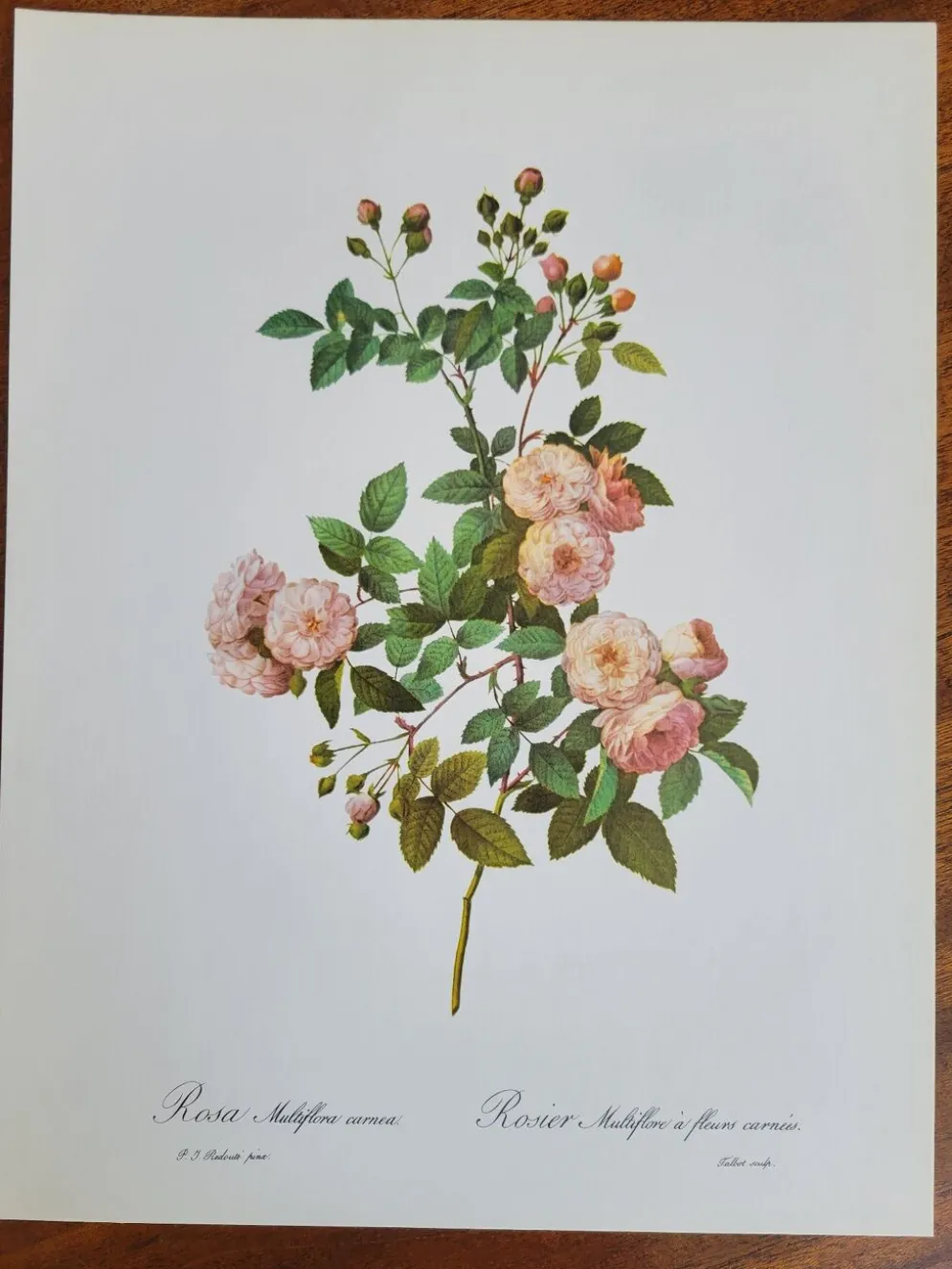 Planche botanique Rosier Multiflore, P. J Redouté