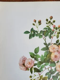 Planche botanique Rosier Multiflore, P. J Redouté