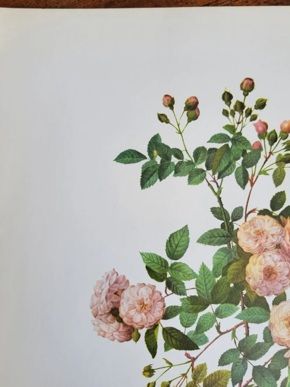 Planche botanique Rosier Multiflore, P. J Redouté
