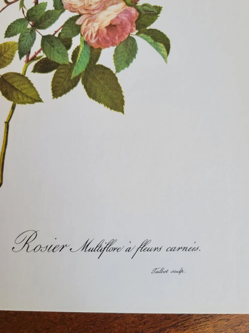 Planche botanique Rosier Multiflore, P. J Redouté