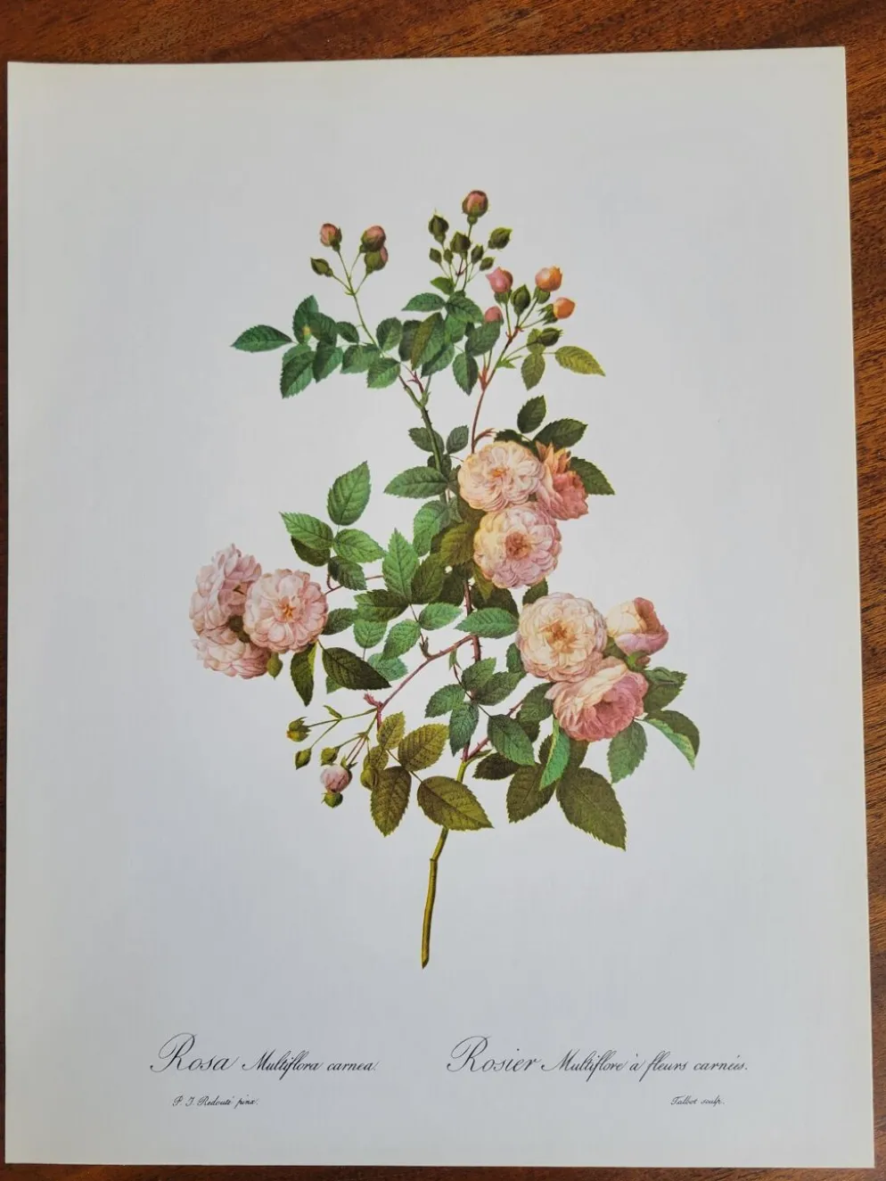 Planche botanique Rosier Multiflore, P. J Redouté