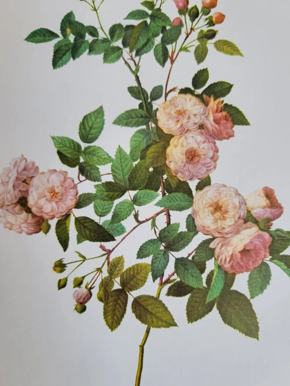 Planche botanique Rosier Multiflore, P. J Redouté