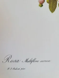 Planche botanique Rosier Multiflore, P. J Redouté
